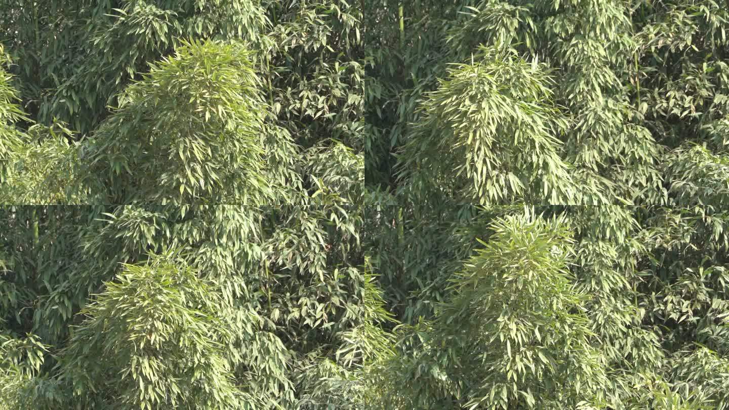 竹林竹叶层层叠叠在风中翻滚升格拍摄