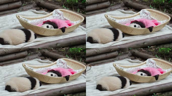 熊猫基地竹篮里睡觉的两只刚出生幼崽大熊猫