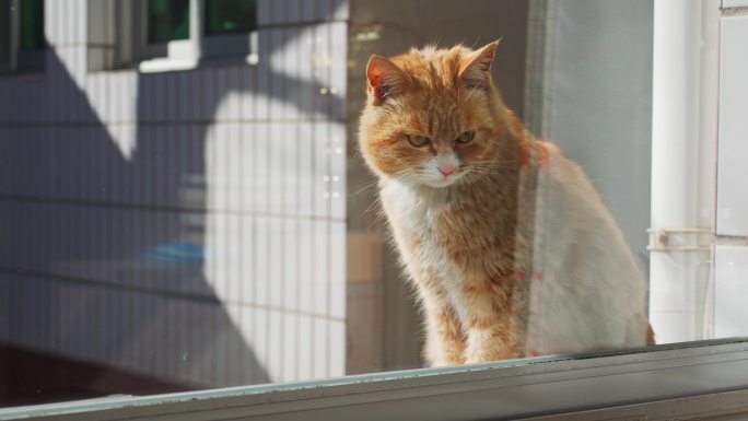 4K正版-窗外院子里晒太阳的小猫02