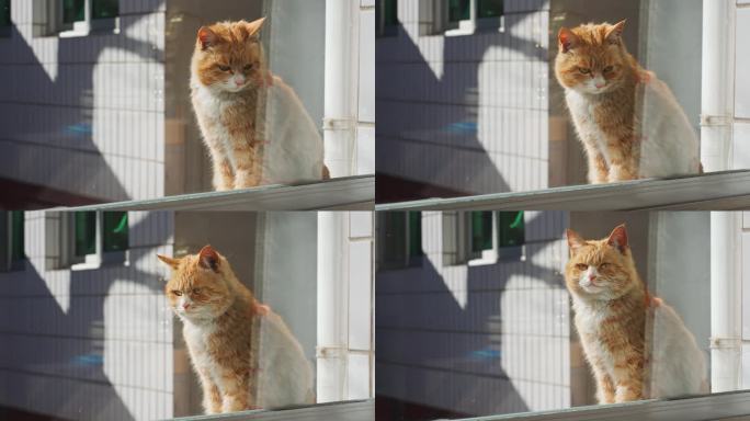 4K正版-窗外院子里晒太阳的小猫02