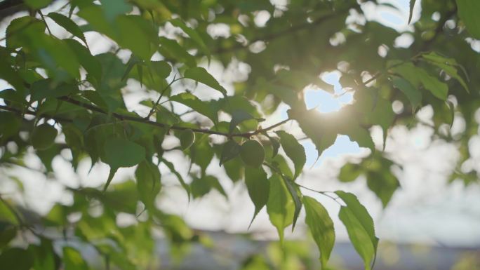 【4k】青梅果树果实树叶蓝天春天阳光逆光