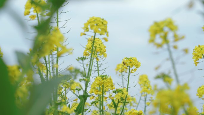 油菜花 蜜蜂春天田野油菜花