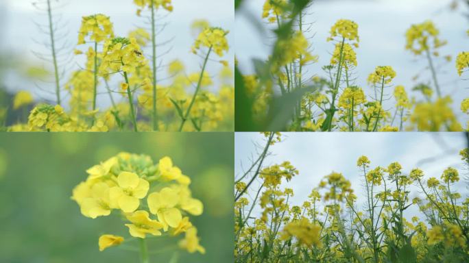 油菜花 蜜蜂春天田野油菜花