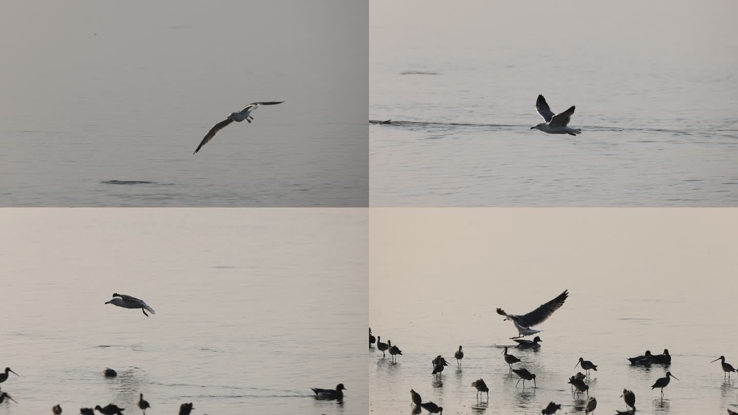 黑尾鸥、海鸥、飞行、晨光