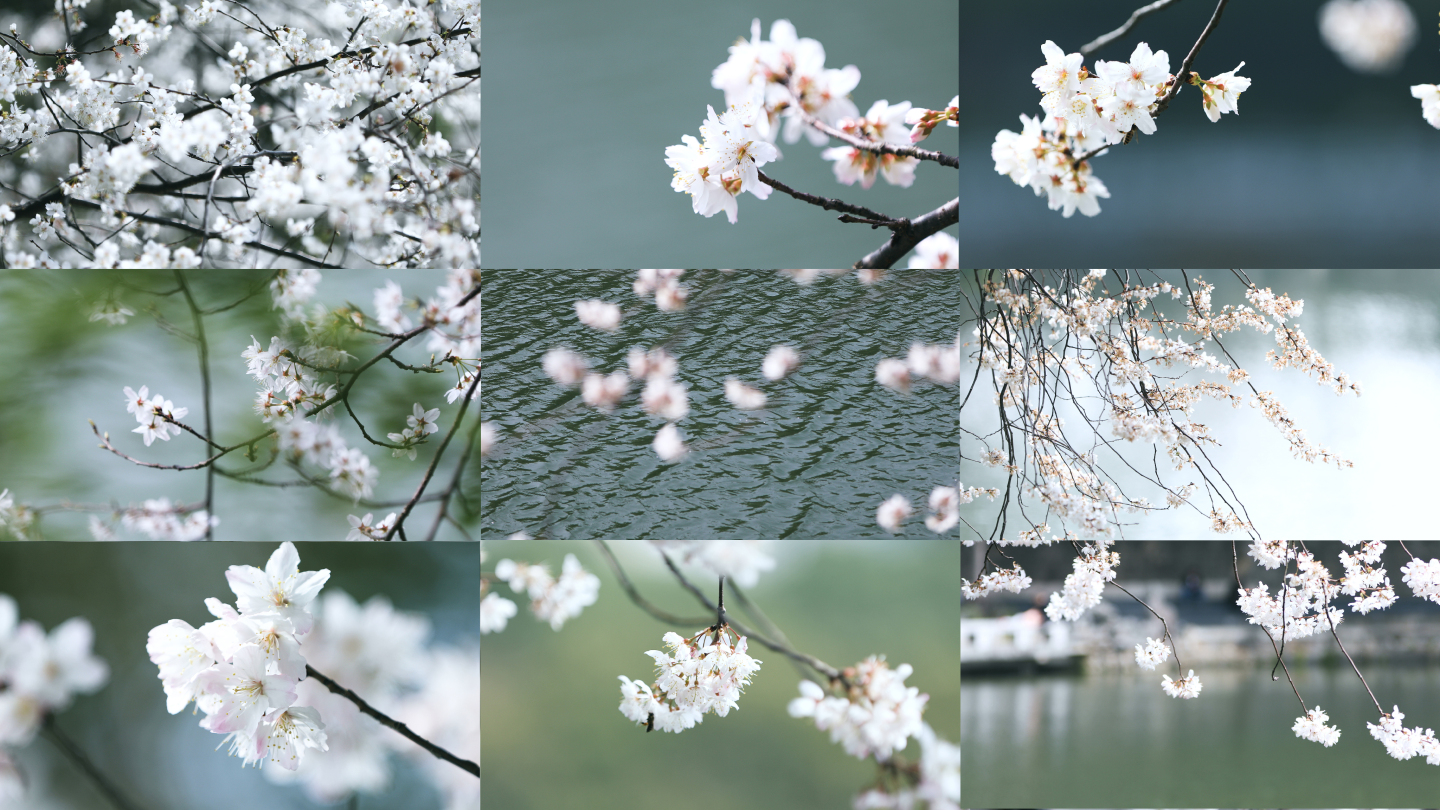 四季春天唯美樱花