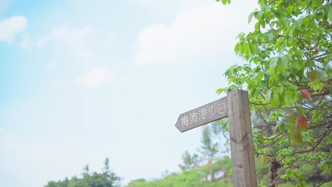 【4k】青梅果树果实树叶蓝天指示牌梅海