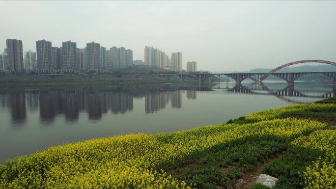 广安渠江油菜花