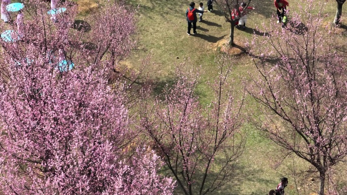 春光正好时 市民踏青赏花