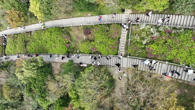 登山道