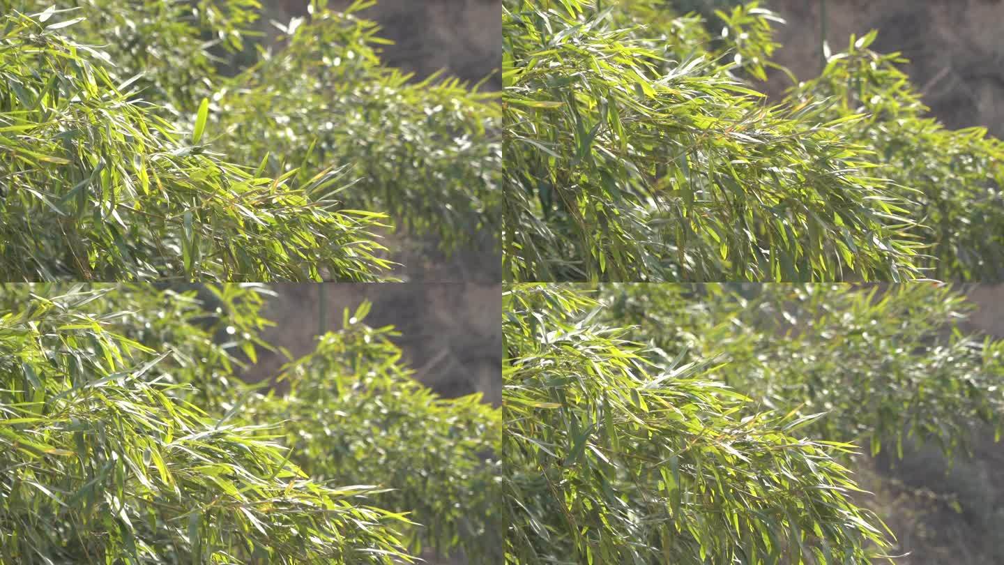 风中的竹子上上下下来回摇摆升格拍摄