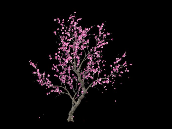 桃花树生长展开01带落花