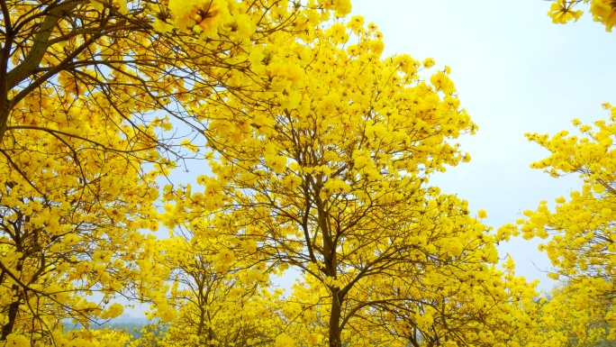 黄花风铃木 阳光树林 南宁青秀山风铃谷