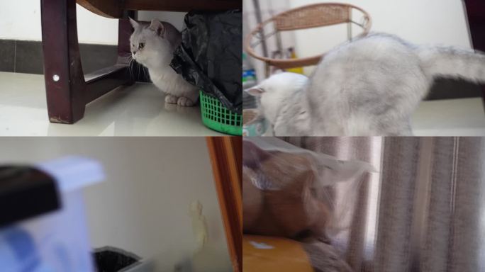 可爱猫咪银渐层宠物开心玩耍喝进食洗脸水吃