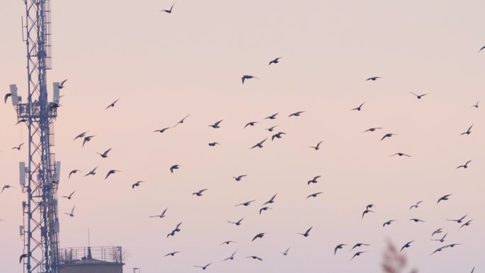 高速升格鸽子群围绕信号塔信鸽和平鸽飞翔