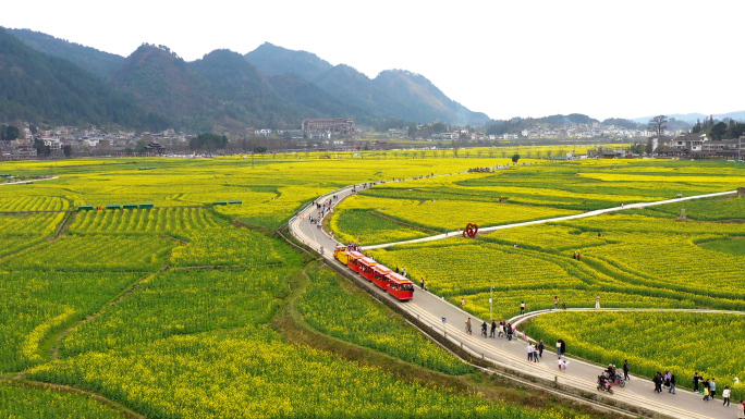 春日出游 油菜花