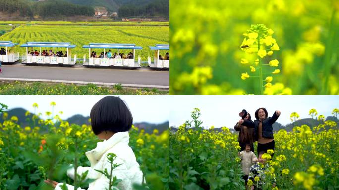 春日出游 油菜花