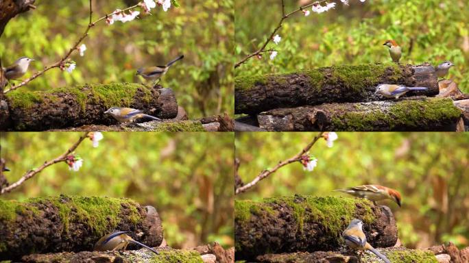 丛林拍摄自然小鸟
