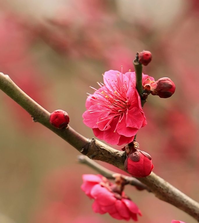 梅花枝头开放花头特写