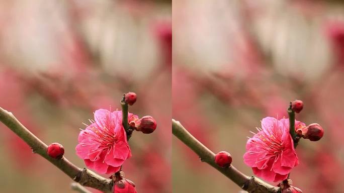 梅花枝头开放花头特写