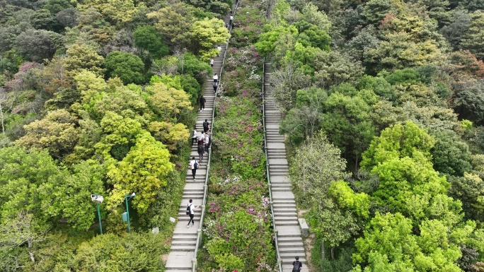 登山道