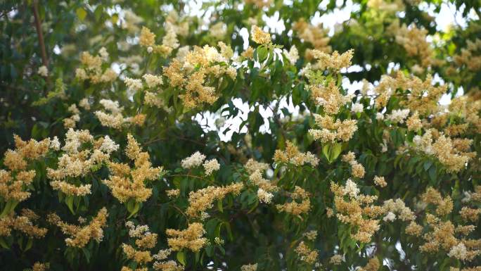 北京丁香花