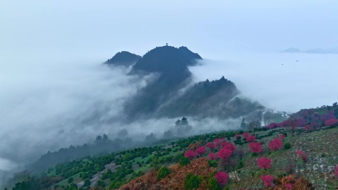 4K黄山石潭下汰村春季梅花云海航拍