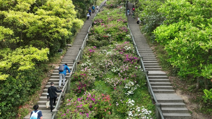 登山道