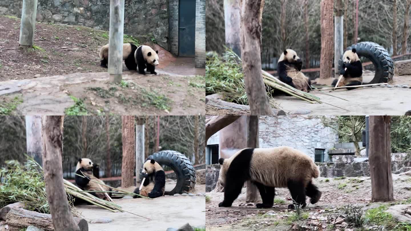 国宝熊猫 都江堰中华熊猫基地