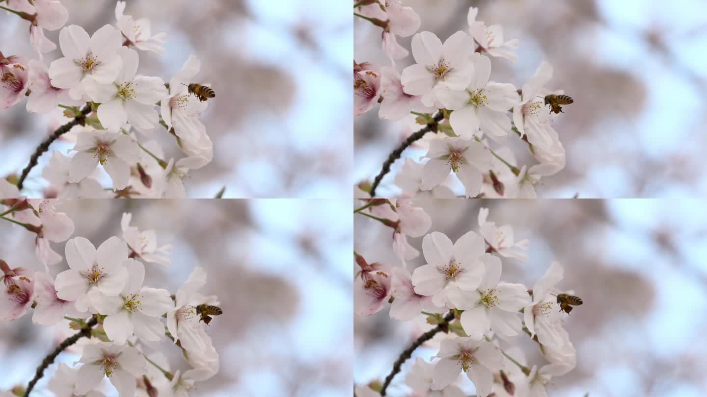 樱花（蜜蜂）-03