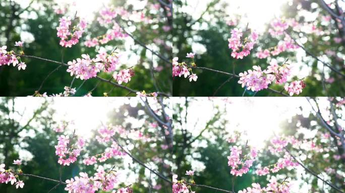 福州樱花6-阳光下的樱花