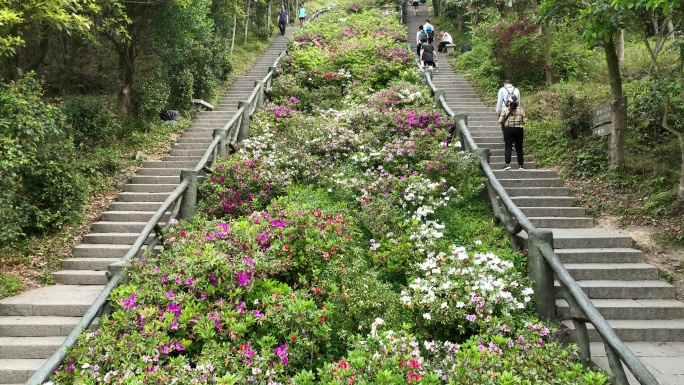 登山道