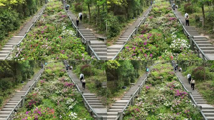 登山道