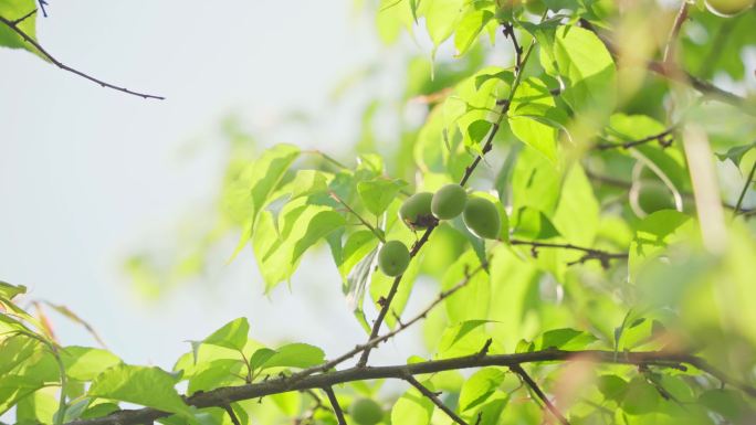 【4k】青梅果树树叶蓝天午后阳光果实