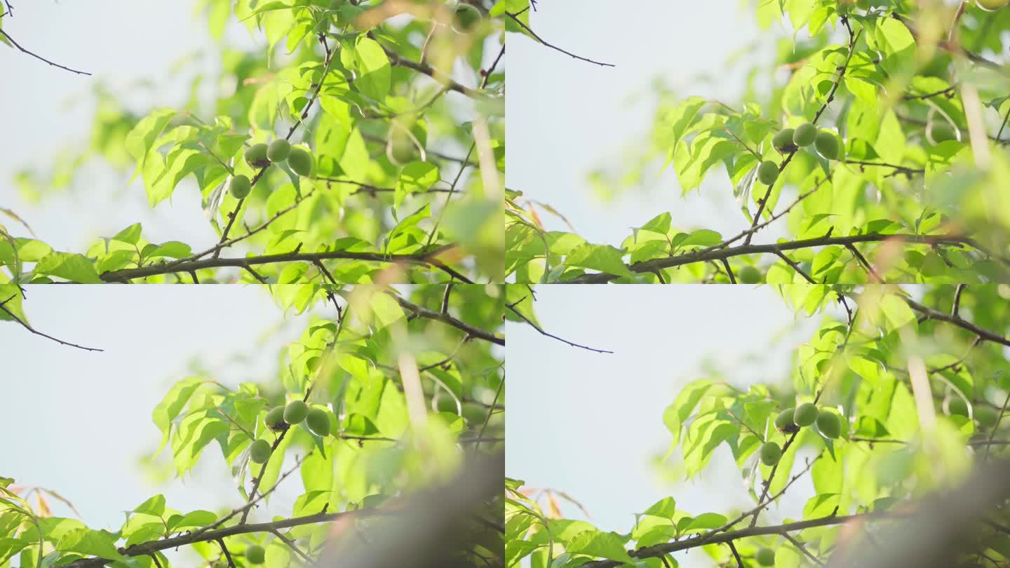 【4k】青梅果树树叶蓝天午后阳光果实