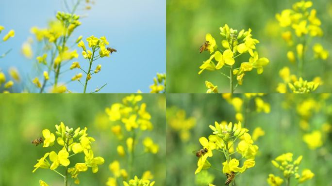 油菜花 蜜蜂 蜜蜂采花