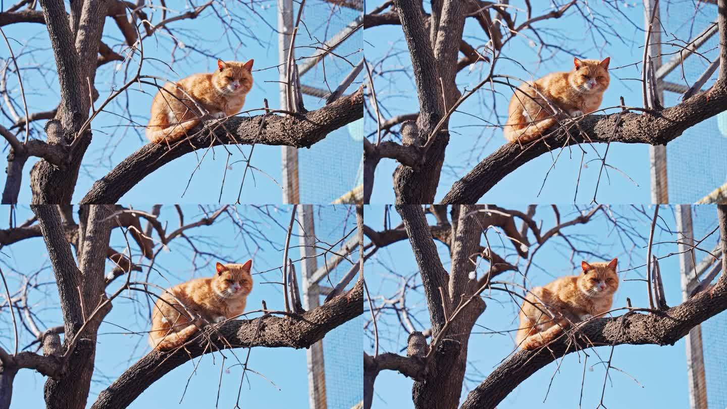4K正版-阳光下趴在树上的小猫01