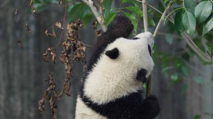 爬树玩耍的大熊猫幼崽