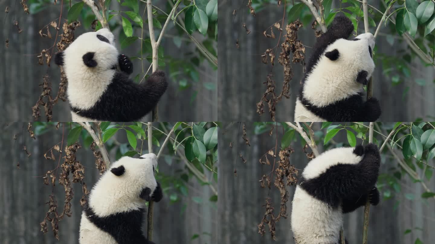 爬树玩耍的大熊猫幼崽