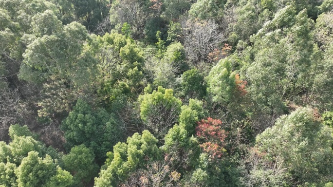 航拍风吹树林大风吹树叶俯拍微风吹树林摇摆