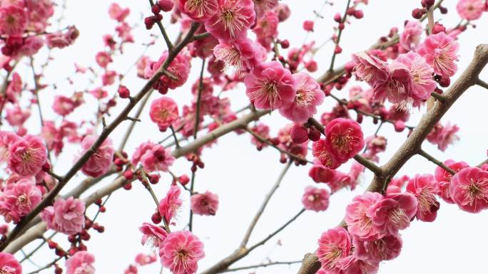 梅花枝头开放