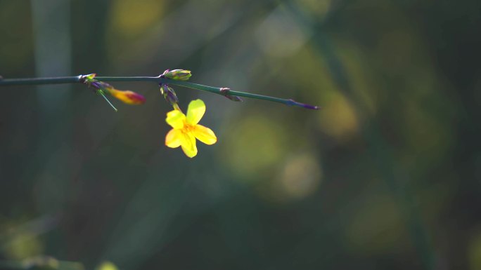 唯美迎春花