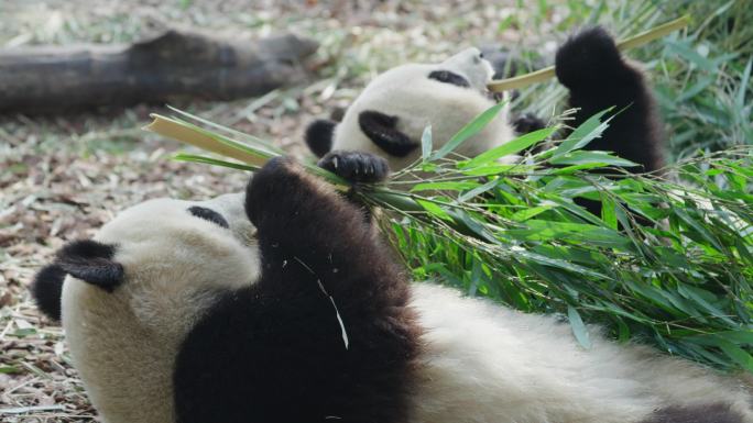 躺在地上懒洋洋吃竹子的大熊猫