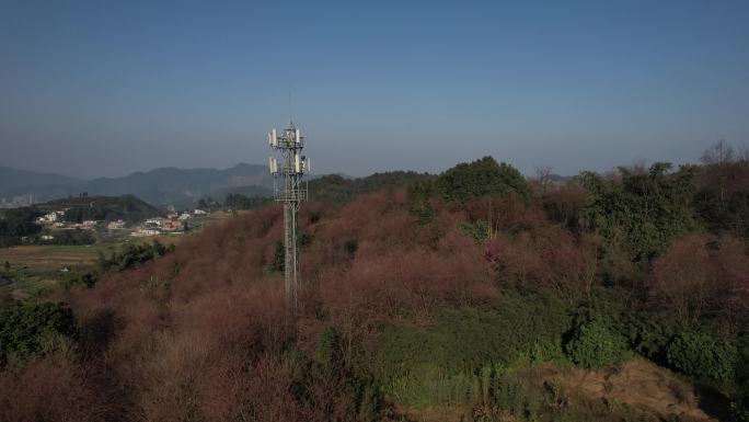 春天里的乡村樱花信号塔