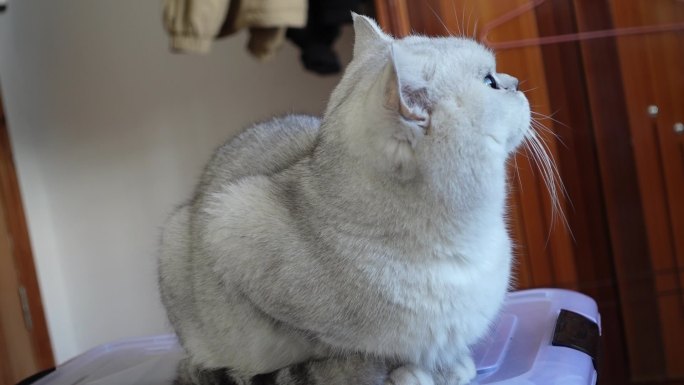 可爱猫咪银渐层宠物开心玩耍喝进食洗脸水吃