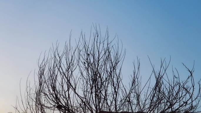 飞走的小麻雀 小鸟 树上的鸟 鸟类