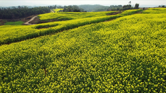 乡村油菜花