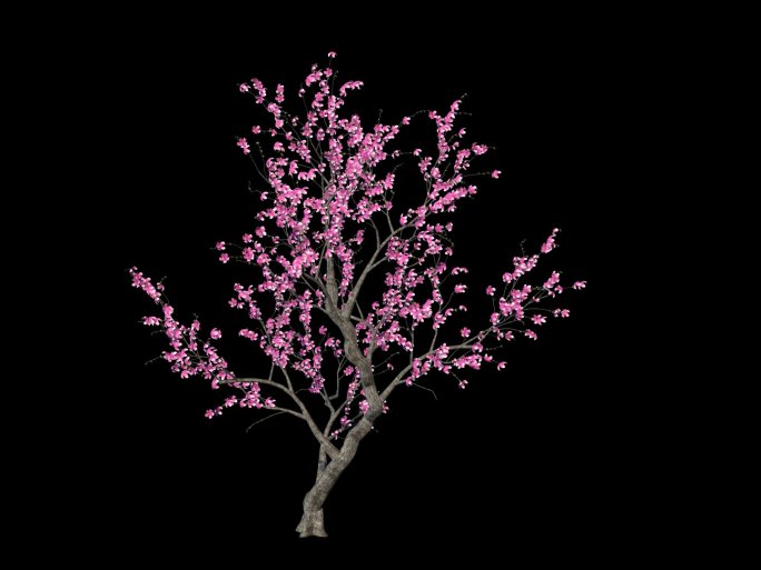 桃花树生长盛开01不带落花