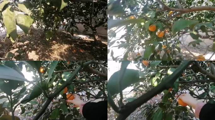 农村橘子树