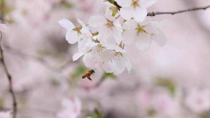 樱花（蜜蜂）-01