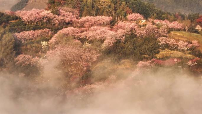 卖花渔村云海